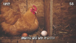 1분만_1일 1달걀의 비밀